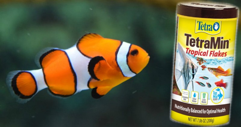 TetraMin Nutritionally Balanced Tropical Flake Food for Tropical Fish