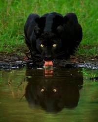Black Panther
