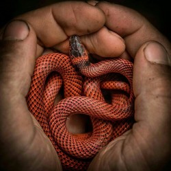  Baby Calico Snake
