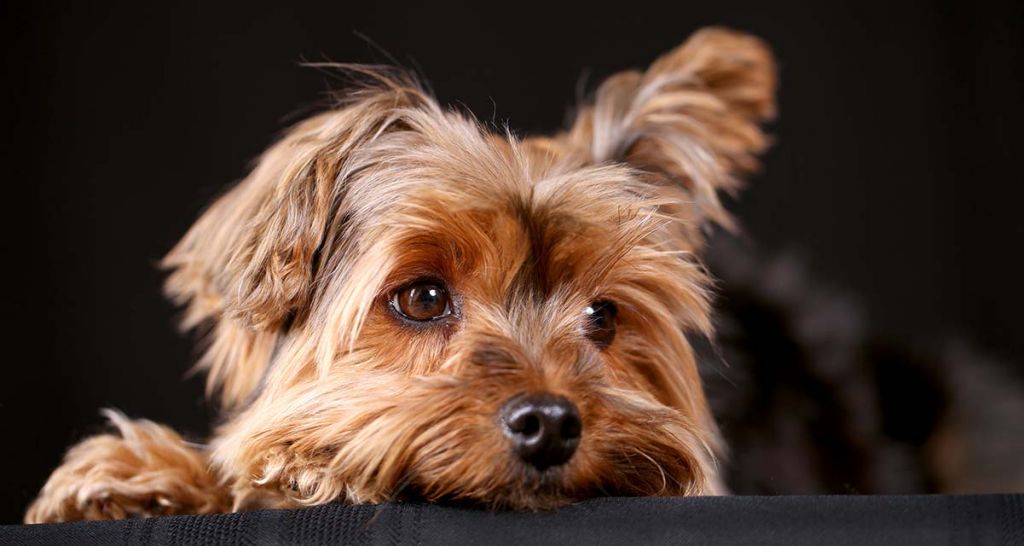 5 Popular Dog Breeds In America