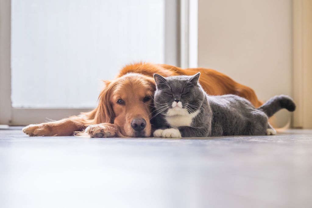 Can Dogs Be Allergic to Cats?