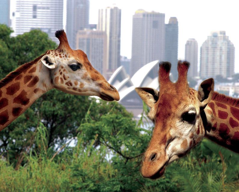 Sydney Harbour Cruise, Taronga Zoo and Sky Safari