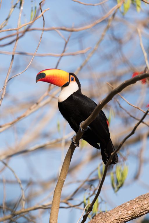 Toco Toucan