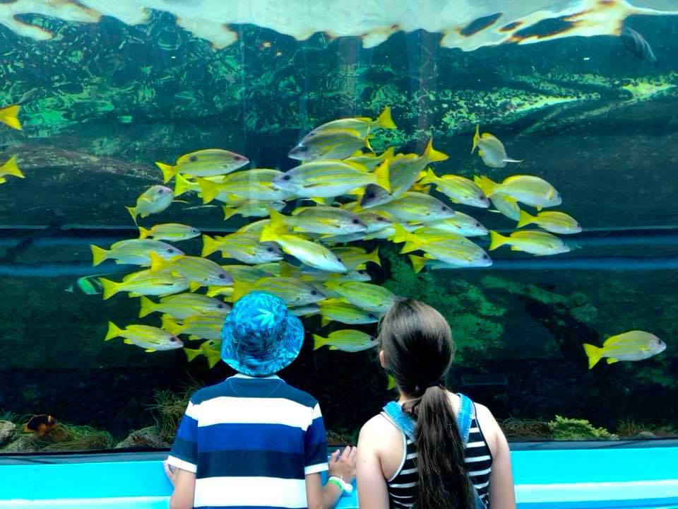 Sea Life Sydney Aquarium