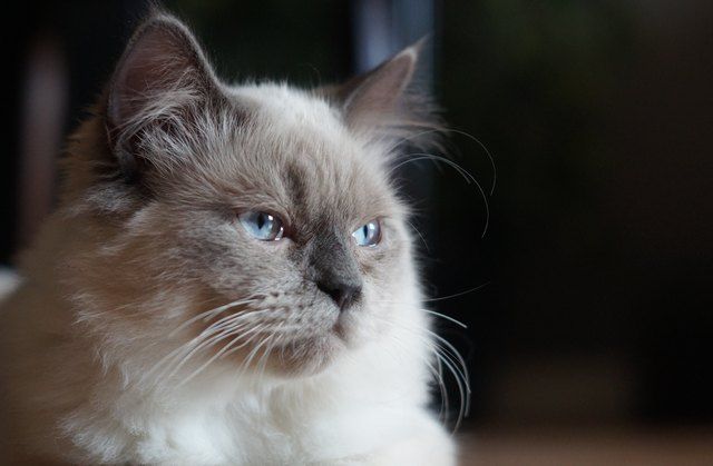 What Are the Signs of Dementia in Cats?