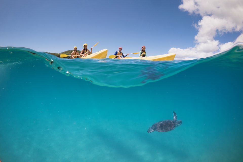 Byron Bay: Kayak with Dolphins Tour