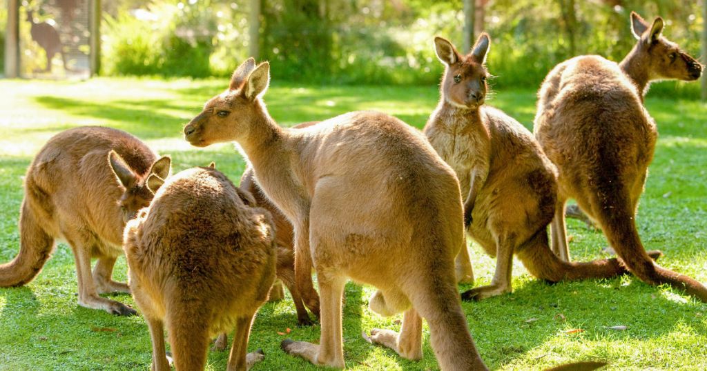 Healesville Sanctuary: General Admission Ticket