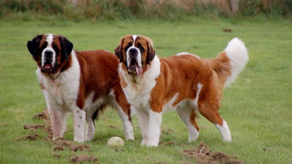 The 10 Biggest Dog Breeds In The World