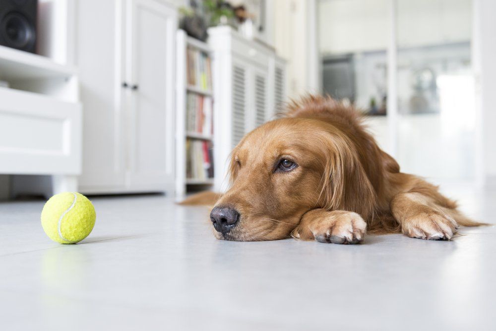 7 Mistakes That Make Your Dog Depressed