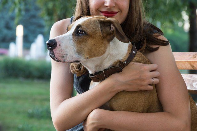 7 Mistakes That Make Your Dog Depressed