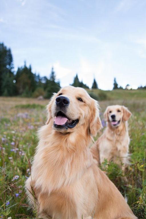 Golden Retrievers In The Rockies By Allison Mae Photography