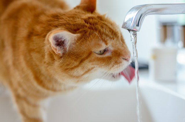 Symptoms and Treatment of Diabetes in Cats