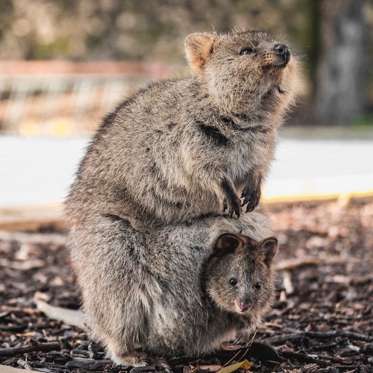 Rottnest Island Same-Day Round-Trip Ferry Transfers