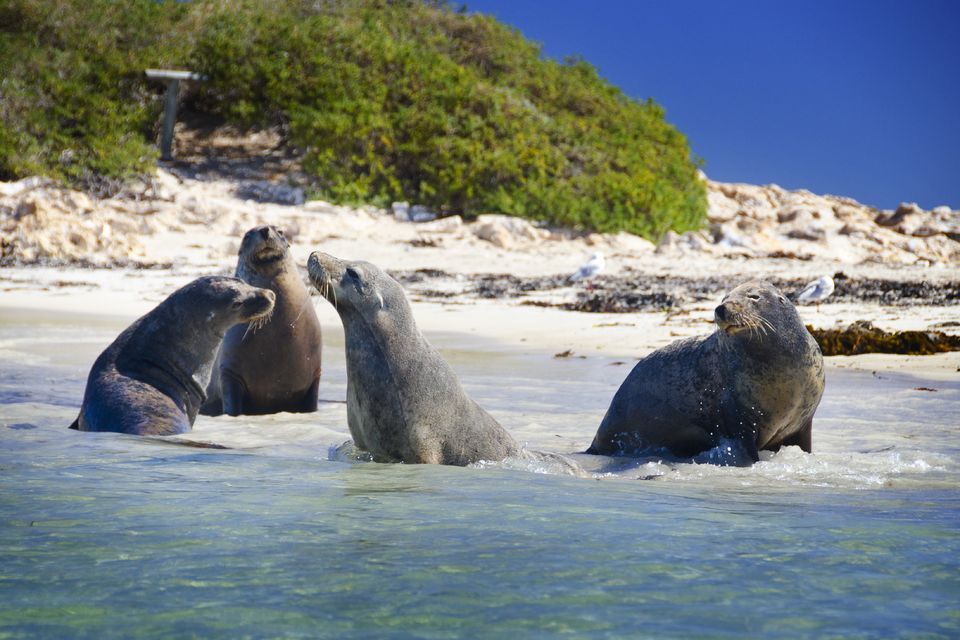 Shoalwater Islands Marine Park: Penguin and Sea Lion Cruise