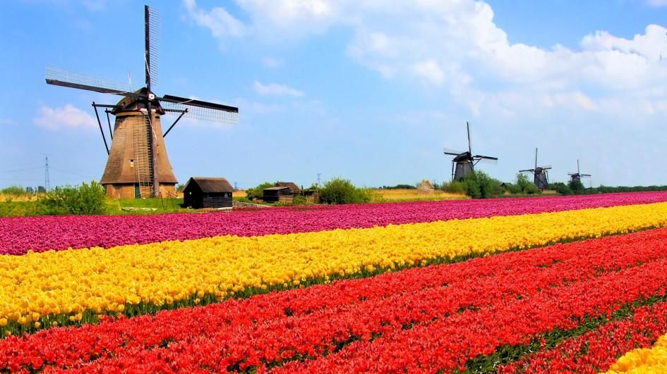 Half-Day Tour of Zaanse Schans Windmills from Amsterdam