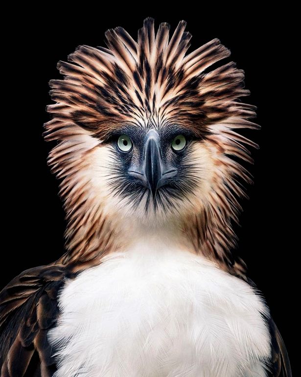 Philippine Eagle