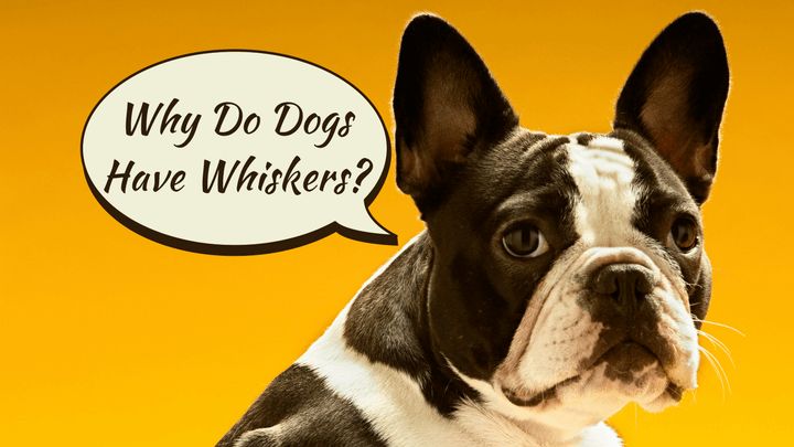 Why Do Dogs Have Whiskers?