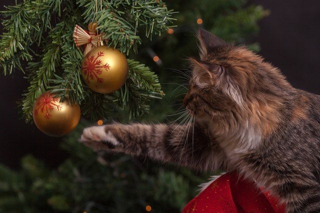 Why Does My Cat Knock Ornaments Off The Christmas Tree?
