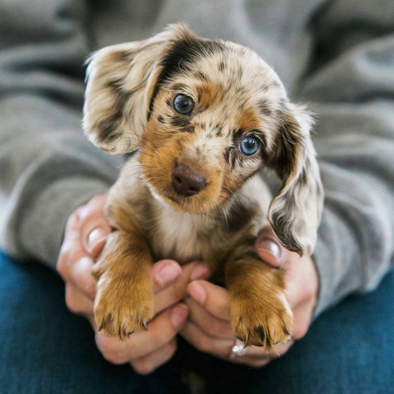 Miniature Long-Haired Dachshunds