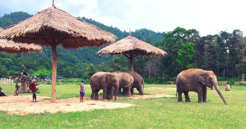 Chiang Mai Elephant Sanctuary Small Group Ethical Tour