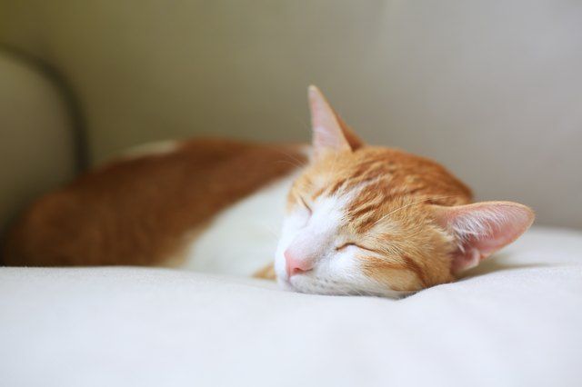 Is it Normal For Cats To Snore?