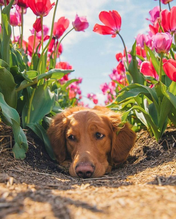 Golden Retriever In Tulip Field