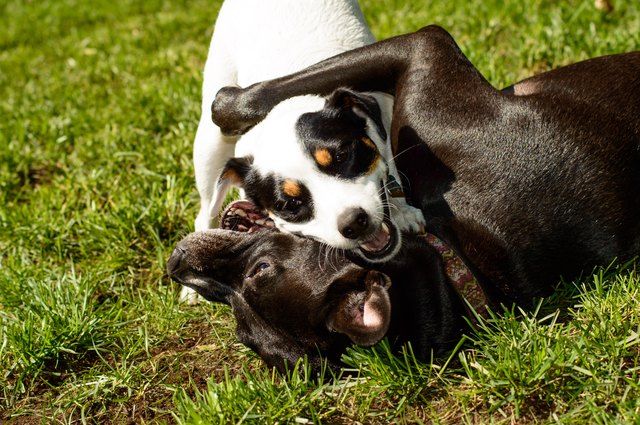 Are My Dogs Playing Or Fighting?