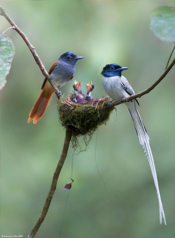 Asian Paradise Flycatchers