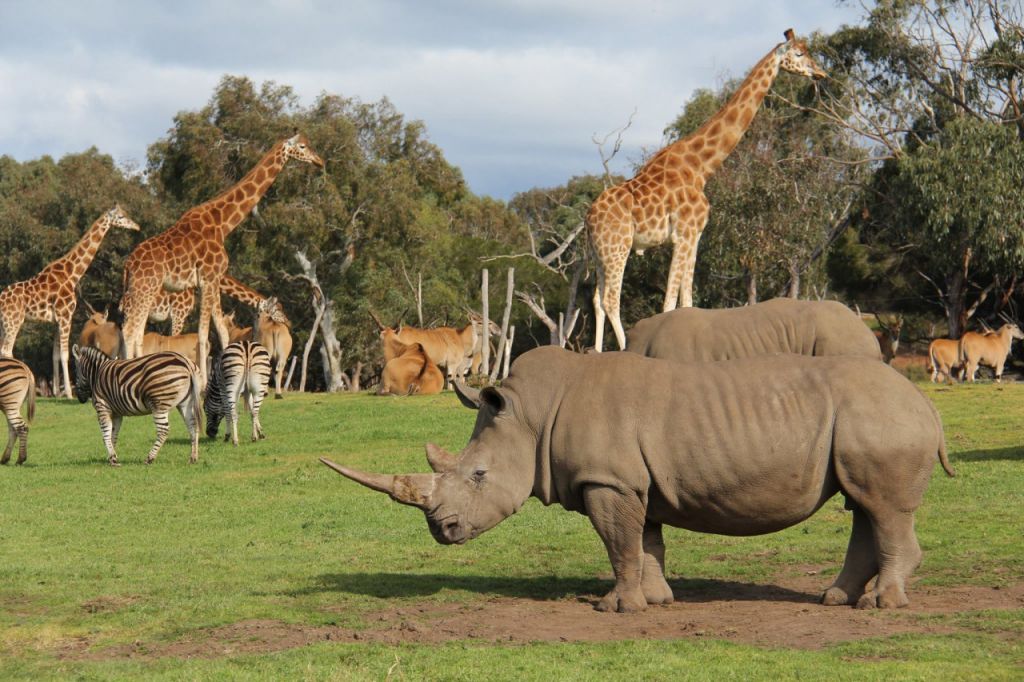 Melbourne: Werribee Open Range Zoo Admission Ticket 