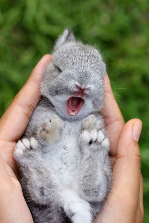Cute Baby Bunny