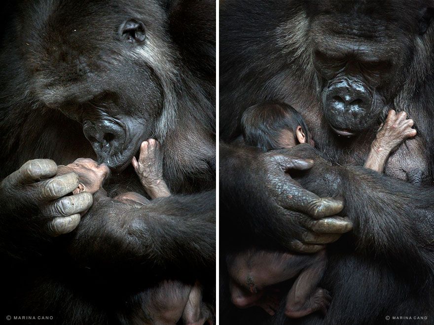 Gorilla Family Photos By Marina Cano