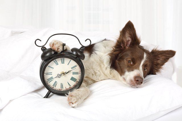 Do Dogs Understand Time?