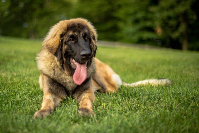 The 10 Biggest Dog Breeds In The World