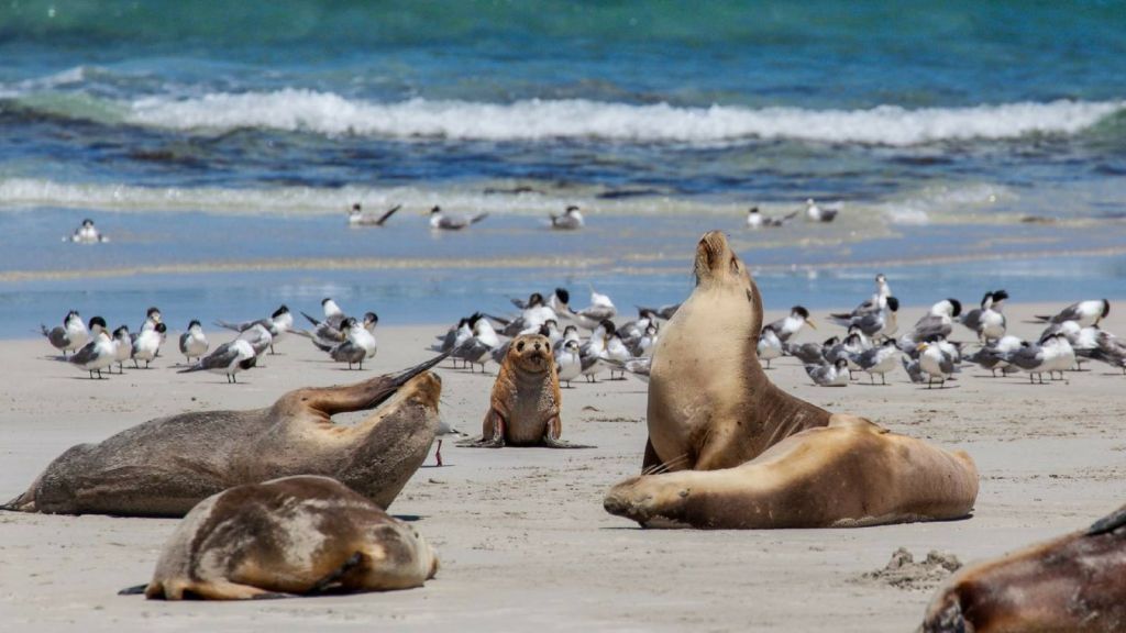 Seal Island Cruise from Victor Harbor