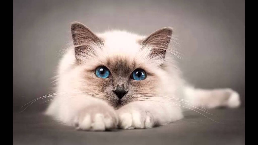 Top 5 Cute Cat Breeds For Families Animals
