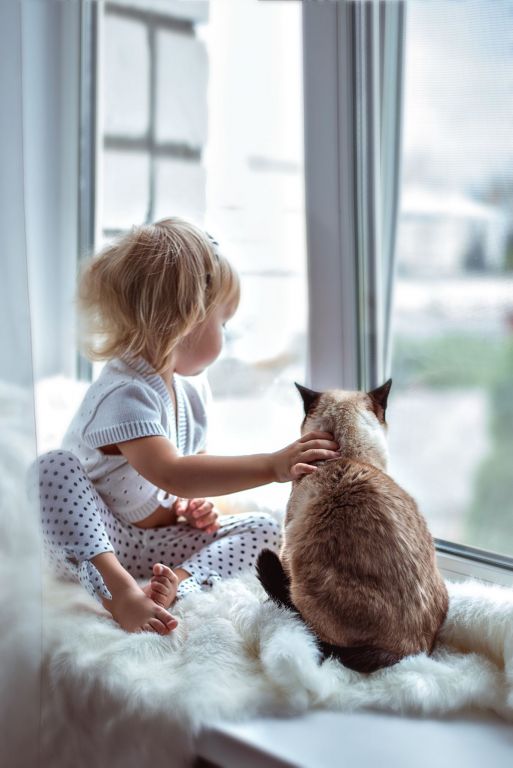 Top 5 Calm Cats for Kids