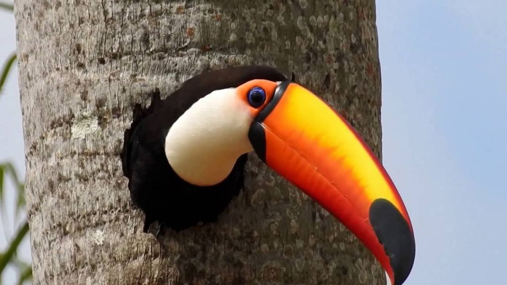 Toco Toucan