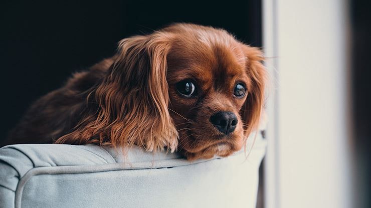 7 Mistakes That Make Your Dog Depressed