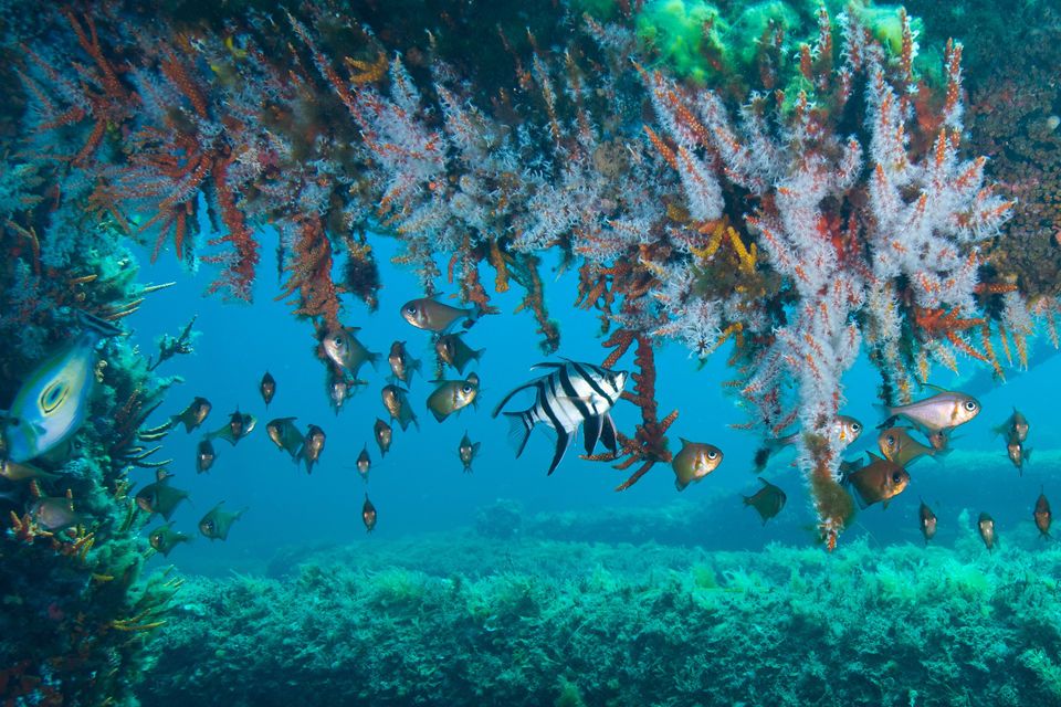 Busselton Jetty Underwater Observatory Tour