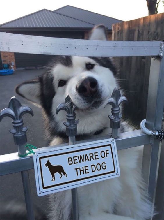 Cute Beware Of Dog