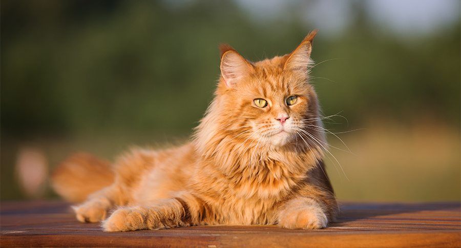 Top 5 Cute Cat Breeds For Families