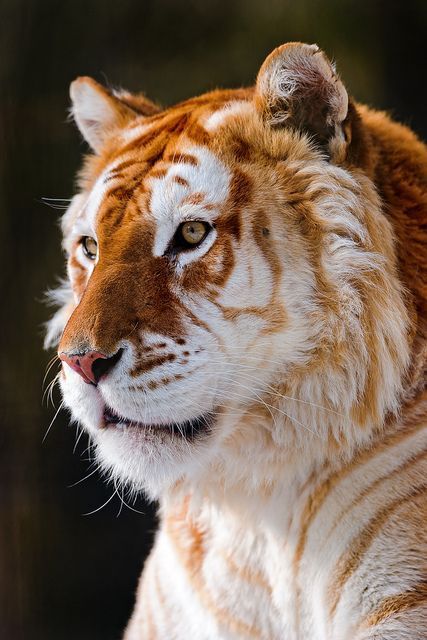 Portrait Of The Golden Tiger