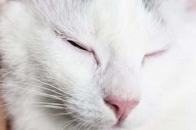 Why Is My Cat Blinking Slowly?