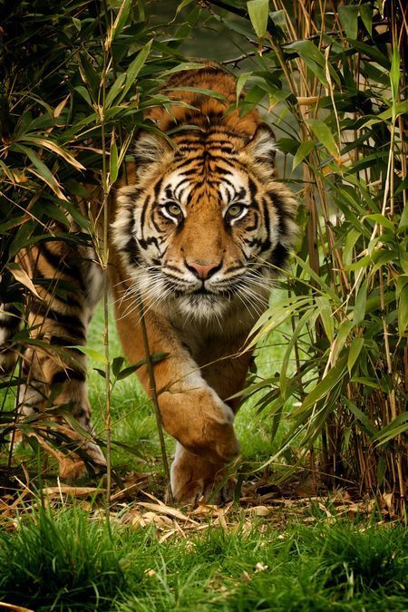 Tiger Photo by Paul Hayes