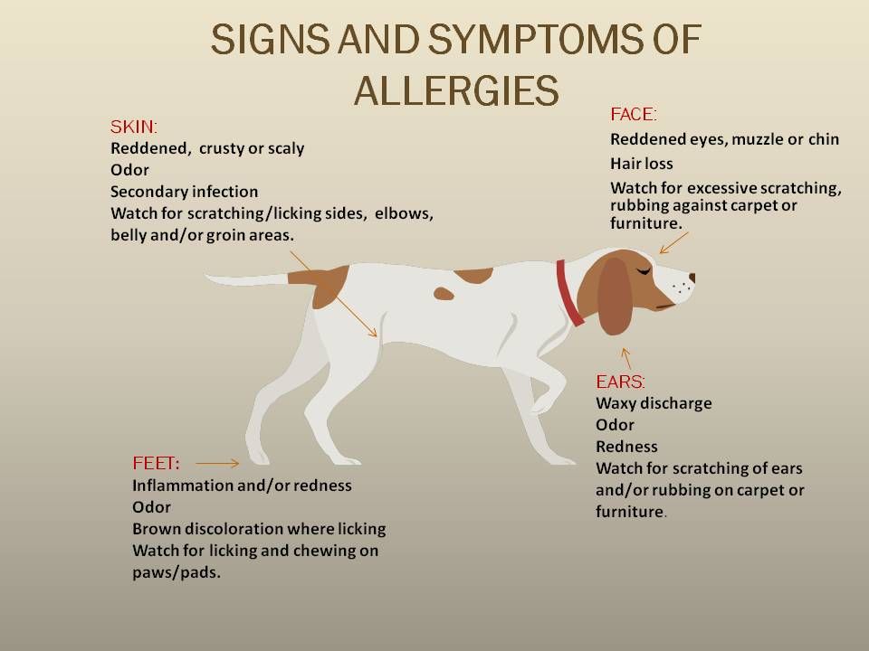 Can Dogs Be Allergic to Cats?