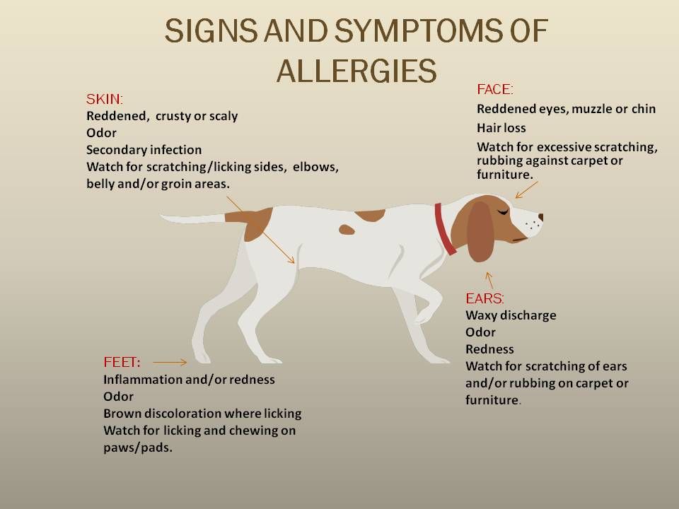 Can Dogs Be Allergic to Cats? - Animals | Katalay.net