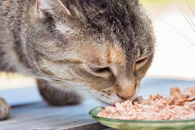 Symptoms and Treatment of Diabetes in Cats