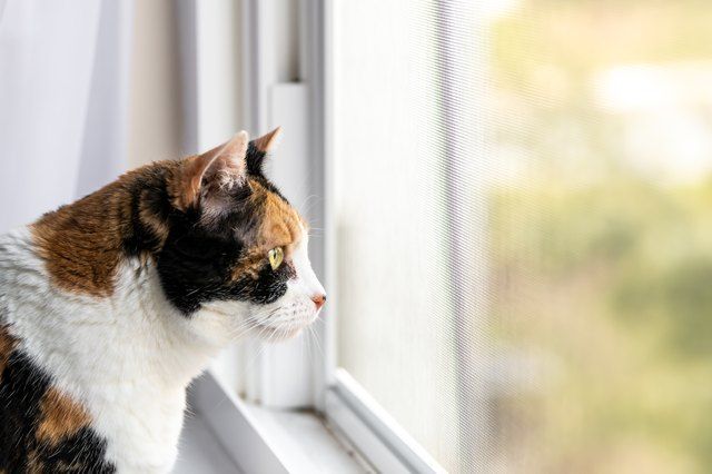 Why Are Cats So Curious?