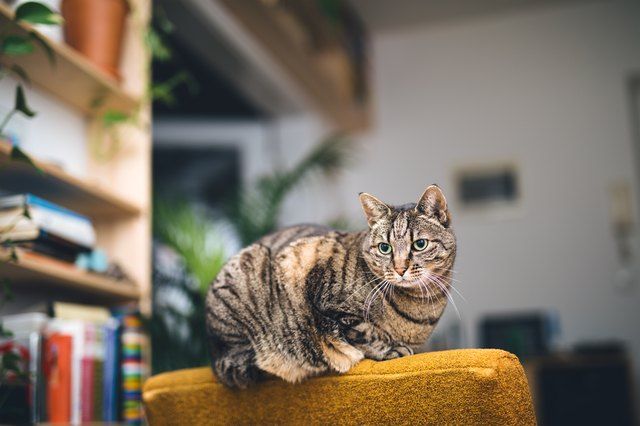 Why Are Cats So Curious?