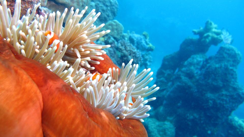 Premium Reef and Coral Cay Cruise at High Speed from Cairns